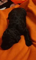 Jasmine, a female Poodle - Standard  for sale in Dover, OH – 1 of 3