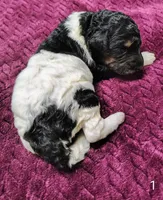 Winston , a male Poodle - Multi-Colored Standard for sale in Dover, OH – 2 of 5