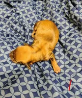 Tiny, a female Miniature Dachshund for sale in Dover, OH – 2 of 3