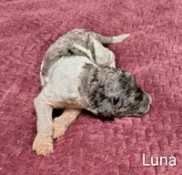 Luna, a female Poodle - Multi-Colored Standard for sale in Dover, OH – 4 of 6