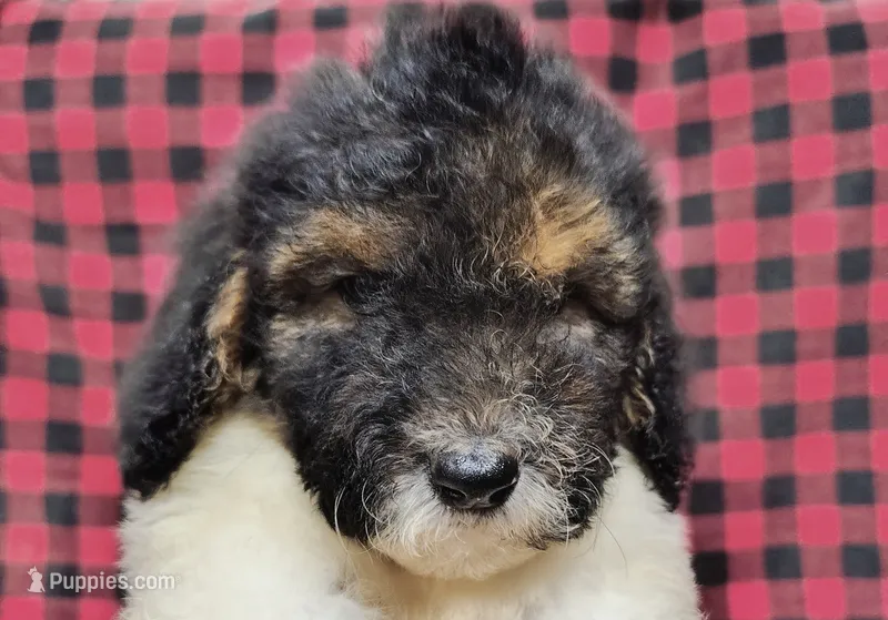 Dixon – Poodle - Multi-Colored Standard puppy for sale in Dover, OH