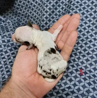 Cynthia, a female Miniature Dachshund for sale in Dover, OH – 4 of 6