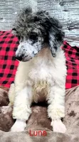 Luna, a female Poodle - Multi-Colored Standard for sale in Dover, OH – 3 of 5