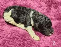 Sebastian , a male Poodle - Multi-Colored Standard for sale in Dover, OH – 3 of 3
