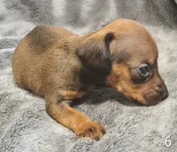 Brittany, a female Miniature Dachshund for sale in Dover, OH – 5 of 5