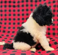 Jasper, a male Poodle - Multi-Colored Standard for sale in Dover, OH – 2 of 5
