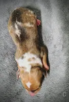Chip, a male Miniature Dachshund for sale in Dover, OH – 4 of 6