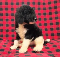 Zion, a male Poodle - Multi-Colored Standard for sale in Dover, OH – 2 of 5