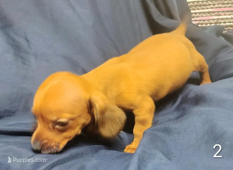 Pablo – Miniature Dachshund puppy for sale in Dover, OH