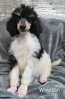 Winston , a male Poodle - Standard  for sale in Dover, OH – 4 of 5
