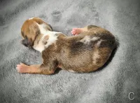 Chip, a male Miniature Dachshund for sale in Dover, OH – 6 of 6