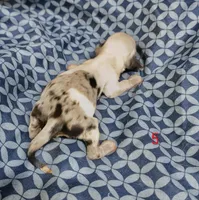 Cynthia, a female Miniature Dachshund for sale in Dover, OH – 5 of 6