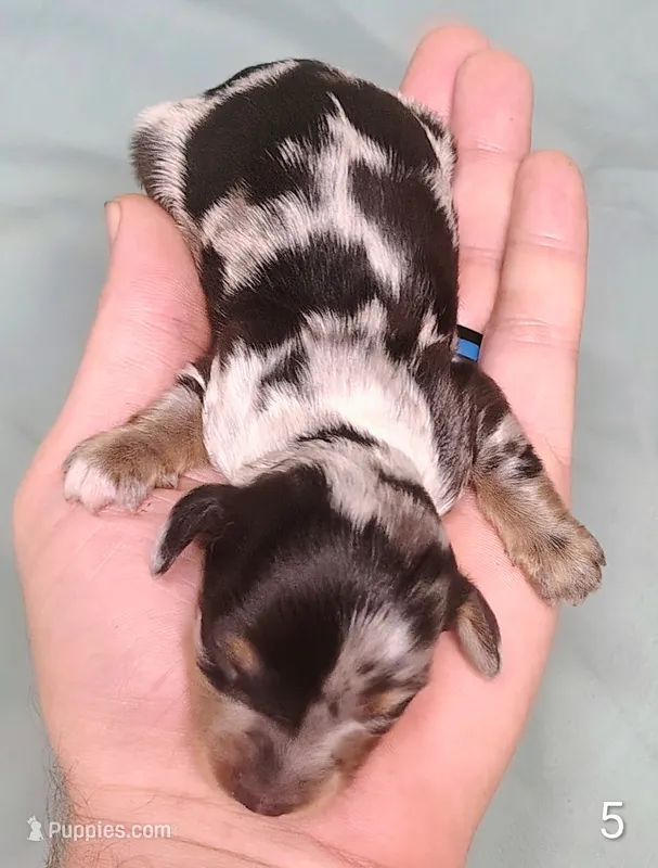 Belvedere  – Miniature Dachshund puppy on hold in Dover, OH
