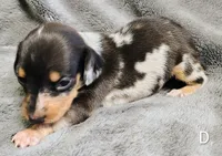 Diamond, a female Miniature Dachshund for sale in Dover, OH – 3 of 8