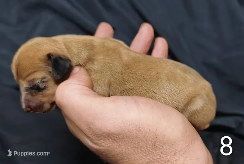 Mcbee – Miniature Dachshund puppy for sale in Dover, OH