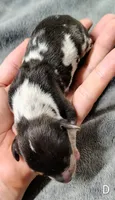 Diamond, a female Miniature Dachshund for sale in Dover, OH – 2 of 4