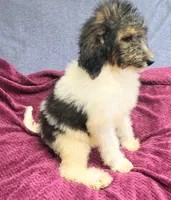 Kesha, a female Poodle - Standard  for sale in Dover, OH – 3 of 5