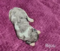 Bijou, a female Poodle - Multi-Colored Standard for sale in Dover, OH – 3 of 4