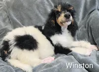Winston , a male Poodle - Standard  for sale in Dover, OH – 1 of 5