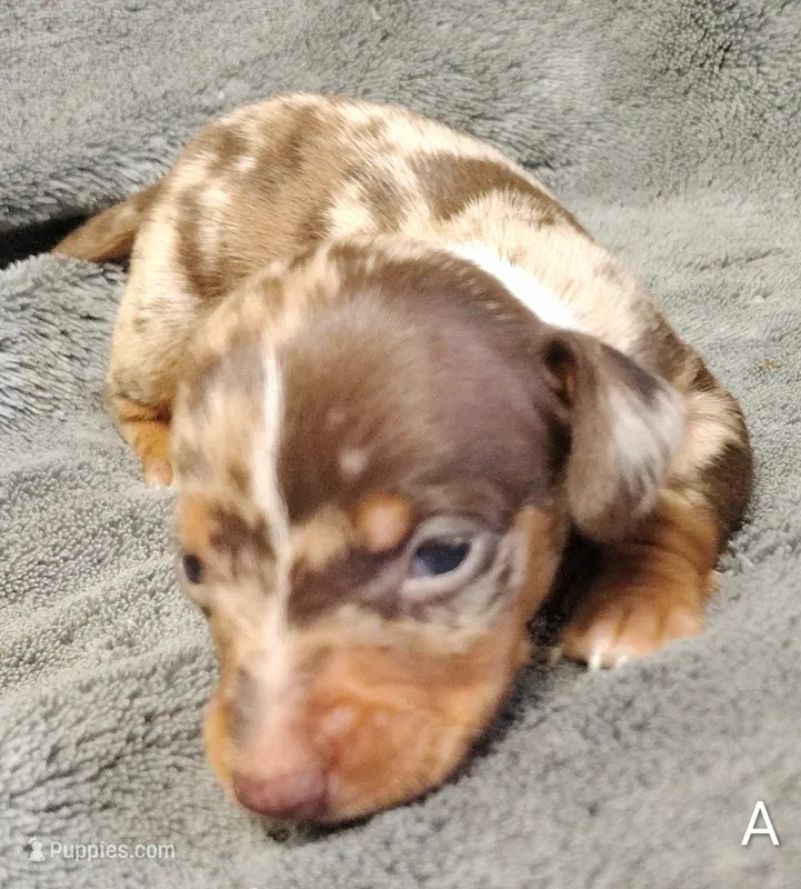 Alvin – Miniature Dachshund puppy for sale in Dover, OH