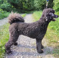 Theodore (Teddy), a male Poodle - Standard  for sale in Dover, OH – 4 of 5