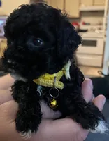 Ruby, a female Poodle - Toy  for sale in Circleville, OH – 1 of 2