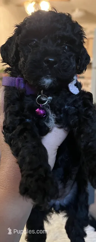Penelope – Poodle - Toy  puppy for sale in Circleville, OH