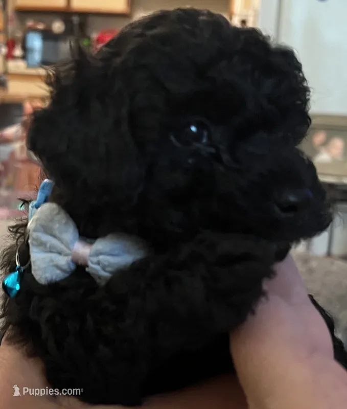 Teddy – Poodle - Toy  puppy for sale in Circleville, OH