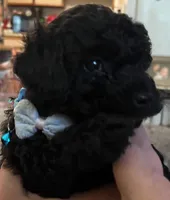Teddy, a male Poodle - Toy  for sale in Circleville, OH – 1 of 3