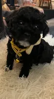 Ruby, a female Poodle - Toy  for sale in Circleville, OH – 2 of 2