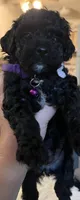 Penelope - No longer available , a female Poodle - Toy  for sale in Circleville, OH – 1 of 2