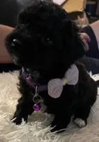 Penelope - No longer available , a female Poodle - Toy  for sale in Circleville, OH – 2 of 2