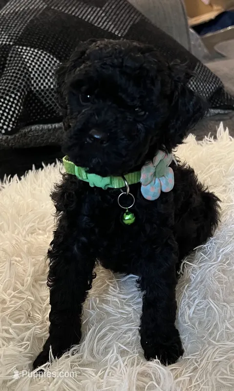 Tank – Poodle - Toy  puppy for sale in Circleville, OH