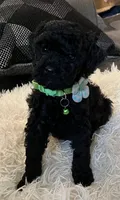 Tank, a male Poodle - Toy  for sale in Circleville, OH – 2 of 2