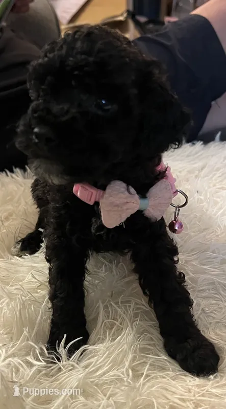 Peach – Poodle - Toy  puppy for sale in Circleville, OH
