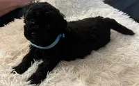 Teddy, a male Poodle - Toy  for sale in Circleville, OH – 3 of 3
