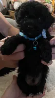 Teddy, a male Poodle - Toy  for sale in Circleville, OH – 2 of 3