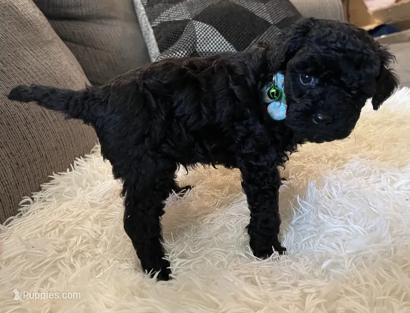 Tank – Poodle - Toy  puppy for sale in Circleville, OH