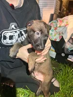 Yugi, a male Belgian Malinois and German Shepherd Dog for sale in Votaw, TX – 3 of 4