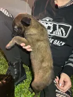 Yugi, a male Belgian Malinois and German Shepherd Dog for sale in Votaw, TX – 2 of 4