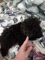 Black male toy poodle akc, a male Poodle - Toy  for sale in Votaw, TX – 6 of 7