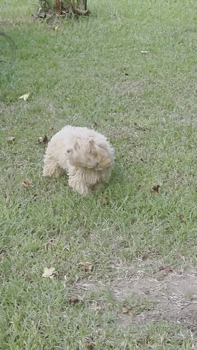 f1b male shihpoo, a male Shihpoo and Poodle - Toy  for sale in Votaw, TX – 2 of 2
