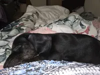 Baby - Brindle black and red female mini doxie, a female Miniature Dachshund for sale in Votaw, TX – 5 of 5