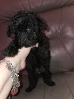 Grace, a female Shihpoo and Poodle - Toy  for sale in Votaw, TX – 2 of 4