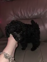 Black male toy poodle akc, a male Poodle - Toy  for sale in Votaw, TX – 3 of 4