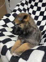 Indra Jr., a male Belgian Malinois and German Shepherd Dog for sale in Votaw, TX – 4 of 10