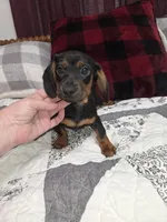 Black and tan mini male dachshund , a male Miniature Dachshund for sale in Votaw, TX – 4 of 5