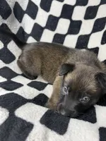 Yugi, a male Belgian Malinois and German Shepherd Dog for sale in Votaw, TX – 5 of 9