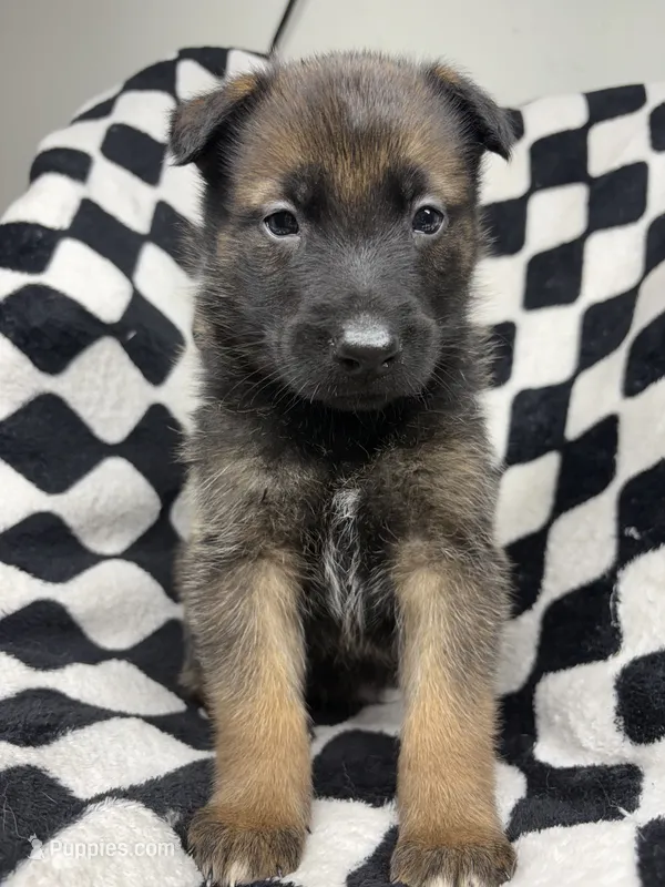 Indra Jr. – Belgian Malinois, German Shepherd Dog puppy for sale in Votaw, TX
