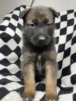 Indra Jr., a male Belgian Malinois and German Shepherd Dog for sale in Votaw, TX – 1 of 10